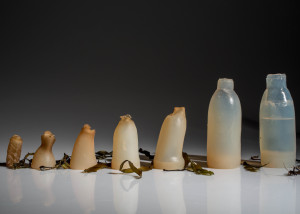 algae-water-bottle-by-ari-jonsson