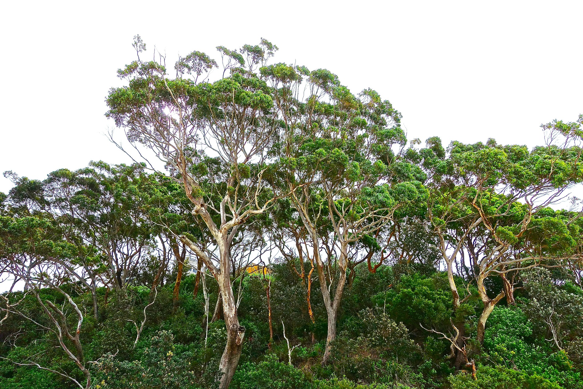 alberi eucalipto