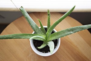 aloe-vera-proprietà-rimedi-naturali