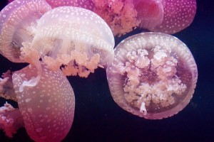 medusa-rimedi-naturali