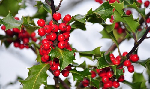 Vischio Natale.Agrifoglio E Vischio Un Augurio Di Buon Natale E Felice Anno Nuovo