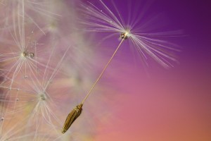 dandelion-843297_1920